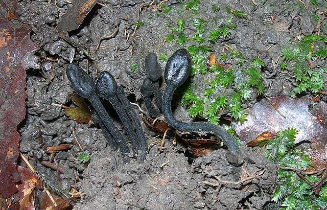 Trichoglossum hirsutum     (Pers.)    Boud.